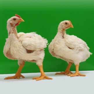 Venta pollos pequeños por unidades en Ambato: Broiler, engorde, blanco